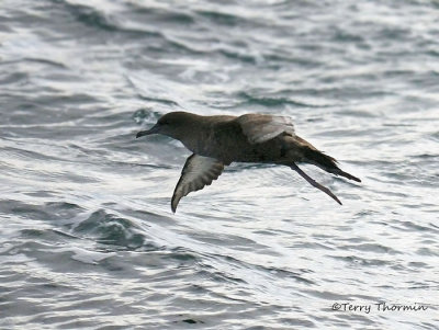 Short-tailed Shearwater in flight 1b.jpg