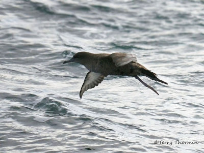 Albatrosses, Shearwaters, Petrels etc.