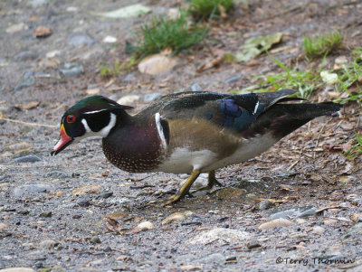 Wood Duck 1b.jpg