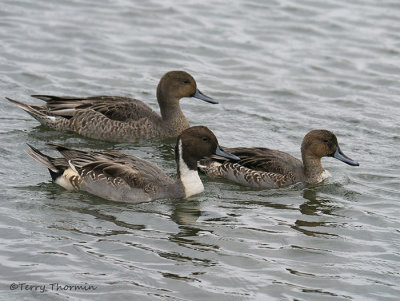 Northern Pintail male and females 1b.jpg
