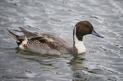 Northern Pintail 5b.jpg