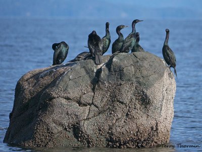 Pelagic Cormorants 11b.jpg