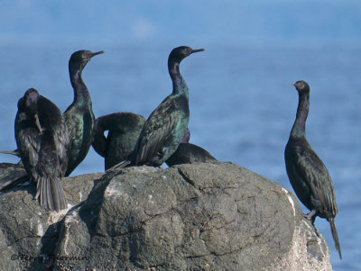 Pelagic Cormorants 9b.jpg