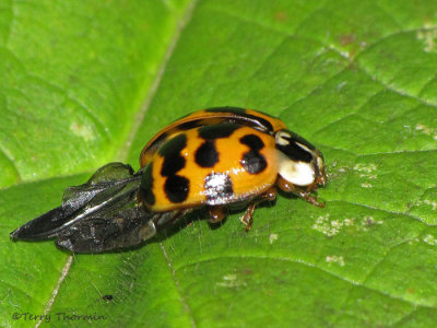 Lady Beetles - Coccinellidae 0f B.C.