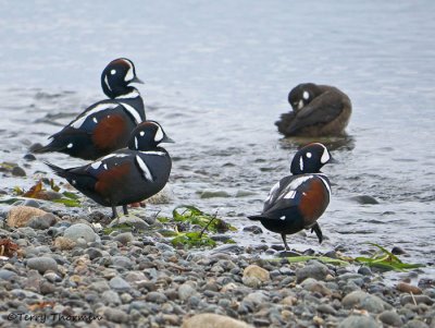 Harlequin Ducks 7a.jpg