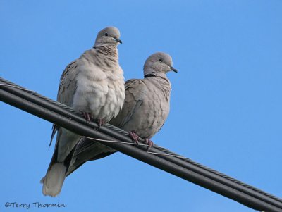 Doves and Pigeons