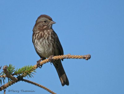 Song Sparrow 19b.jpg