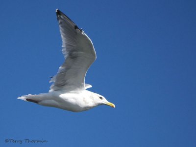 California Gull in flight 7a.jpg