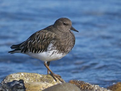 Black Turnstone 12b.jpg