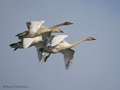 Trumpeter Swans in flight 12b.jpg