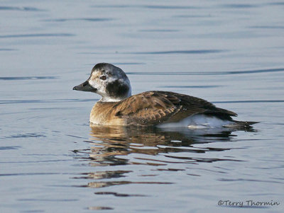 Long-tailed Duck first winter female 1b.jpg