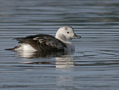 Long-tailed Duck first winter male 2b.jpg