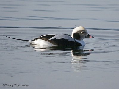 Long-tailed Duck winter male 2b.jpg