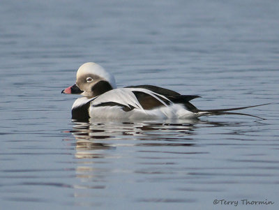 Long-tailed Duck winter male 11b.jpg