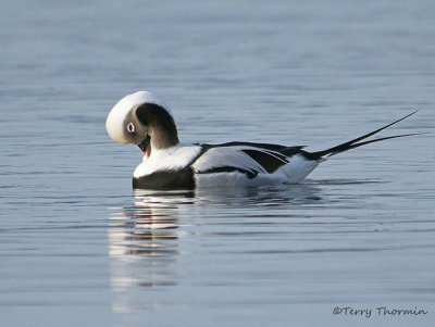 Long-tailed Duck winter male preaning 1b.jpg