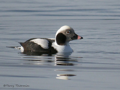 Long-tailed Duck winter male 3b.jpg