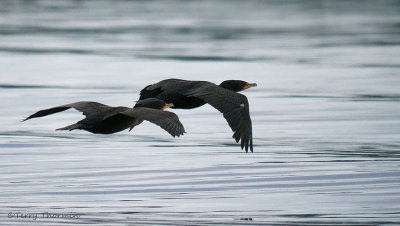 Double-crested Cormorants in flight 1b.jpg