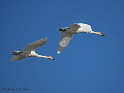 Trumpeter Swans in flight 7b.jpg