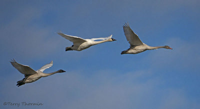 Trumpeter Swans in flight 5c.jpg