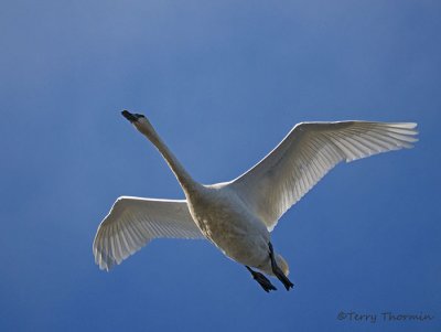 Trumpeter Swan in flight 7b.jpg