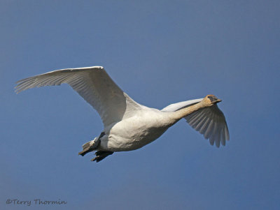 Trumpeter Swan in flight 5b.jpg