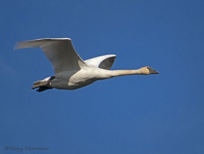 Trumpeter Swan in flight 4b.jpg