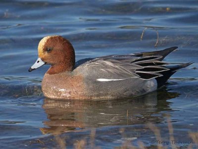 Eurasian Wigeon 12b.jpg