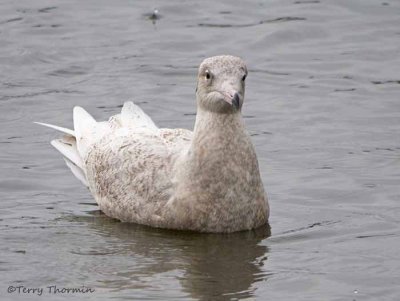 Glaucous Gull first winter 3b.jpg