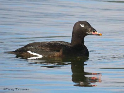 White-winged Scoter 28b.jpg