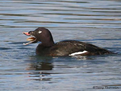 White-winged Scoter with clam 11b.jpg