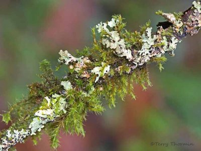 Lichens and Mosses