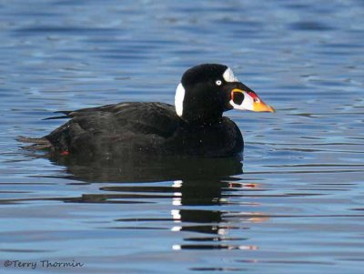 Surf Scoter 29b.jpg