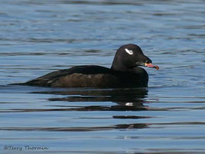 White-winged Scoter 17b.jpg