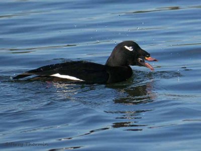 White-winged Scoter with clam 2b.jpg