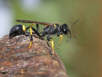 Backyard biodiversity