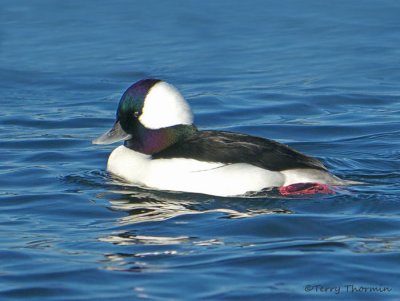 Bufflehead 18b.jpg