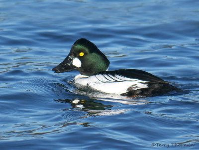 Common Goldeneye 26b.jpg