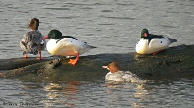 Common Mergansers 9b.jpg