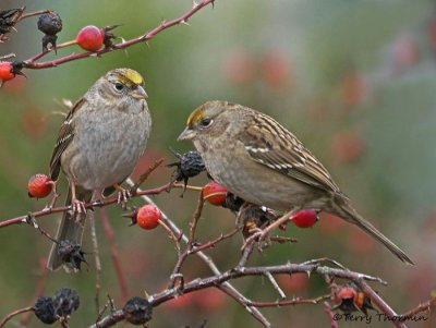 Golden-crowned Sparrows 1b.jpg