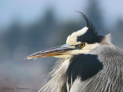 Herons, Egrets and Ibises