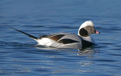 Long-tailed Duck 10b.jpg