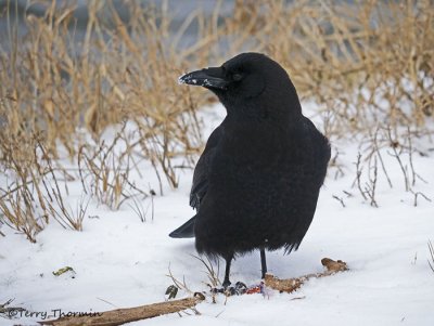 Northwestern Crow 14b.jpg
