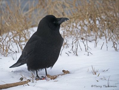 Northwestern Crow 16b.jpg