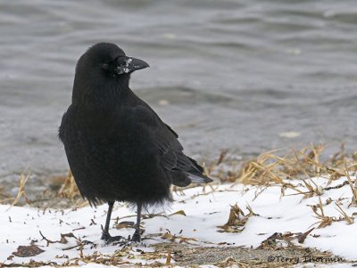 Northwestern Crow 20b.jpg
