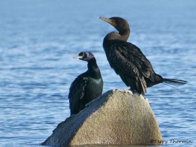 Pelagic and Double-crested Cormorant 1b.jpg
