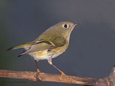 Ruby-crowned Kinglet 2b.jpg