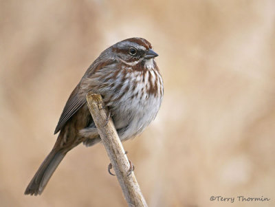 Song Sparrow 22c.jpg