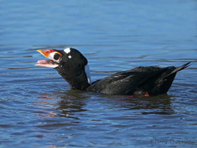 Surf Scoter with Clam 14b.jpg