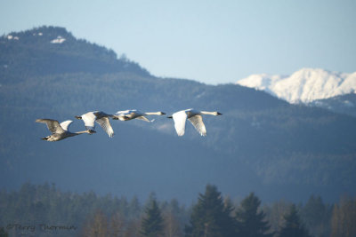 Trumpeter Swans in flight 18b.jpg