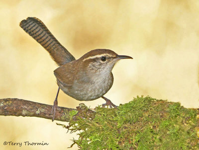 Bewicks Wren 13d.jpg